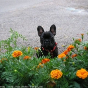 Photo de Bouledogue franais