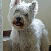 Photo de West highland white terrier