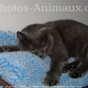 Photo de Chartreux