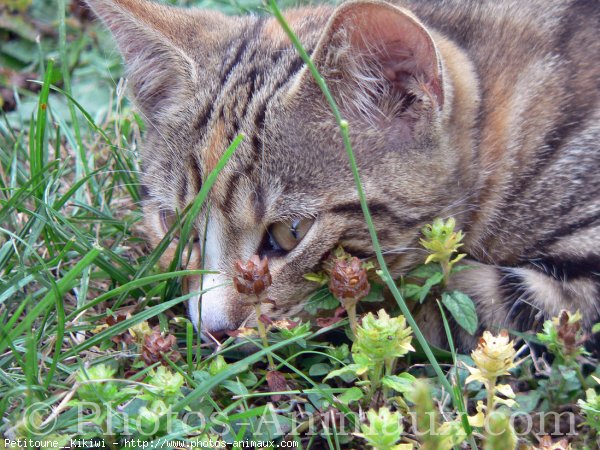 Photo de Chat domestique