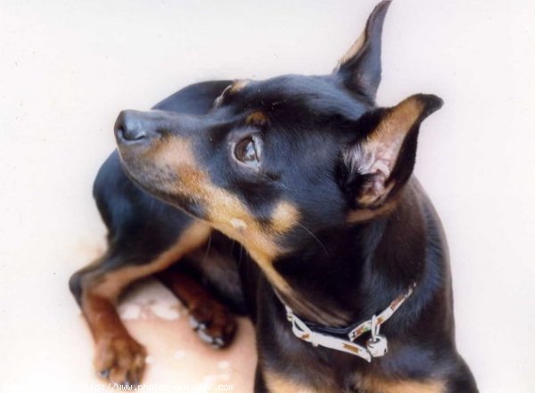 Photo de Pinscher nain