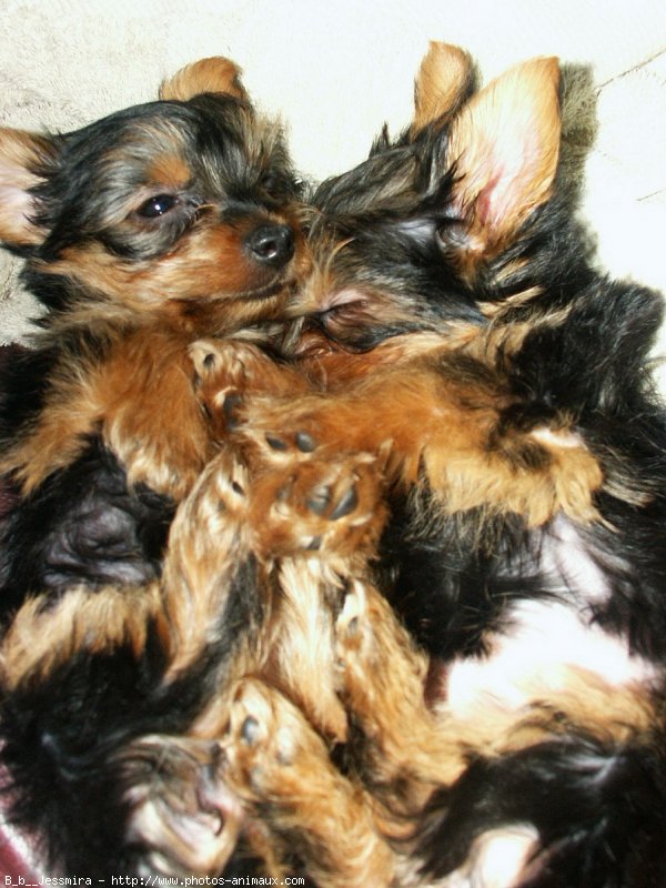 Photo de Yorkshire terrier