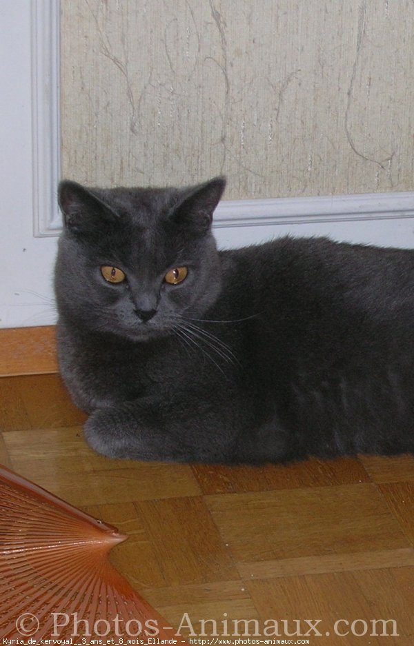 Photo de Chartreux