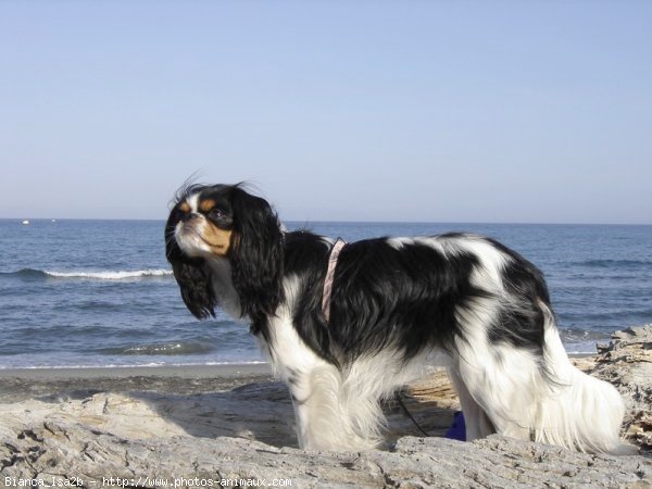 Photo de Cavalier king charles spaniel