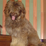 Photo de Chien de berger de la serra aires