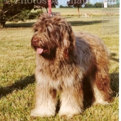 Photo de Chien de berger de la serra aires