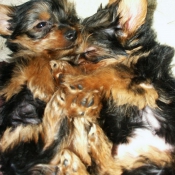 Photo de Yorkshire terrier