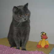 Photo de Chartreux