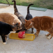 Photo de Chat domestique