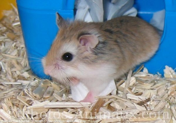 Photo de Hamster