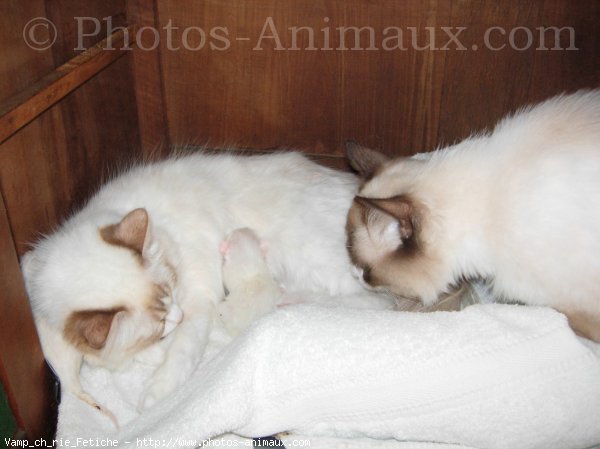 Photo de Ragdoll