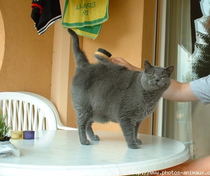 Photo de Chartreux