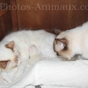 Photo de Ragdoll