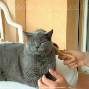 Photo de Chartreux