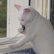 Photo de Chat domestique