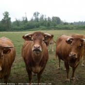 Photo de Vache