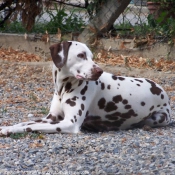 Photo de Dalmatien