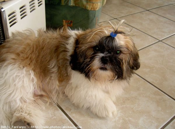 Photo de Shih tzu