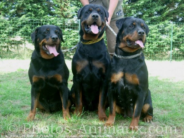 Photo de Rottweiler