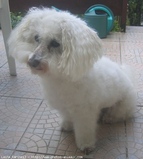 Photo de Bichon  poil fris