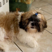 Photo de Shih tzu