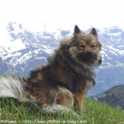 Photo de Spitz moyen