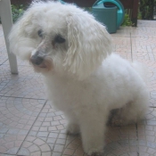 Photo de Bichon  poil fris