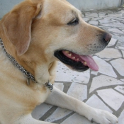 Photo de Labrador retriever