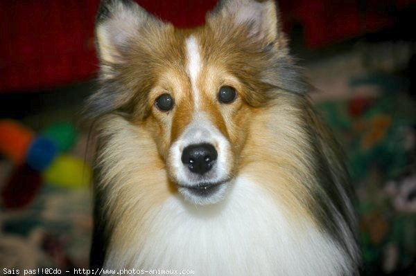 Photo de Chien de berger des shetland