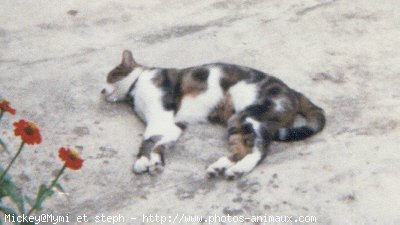 Photo de Chat domestique