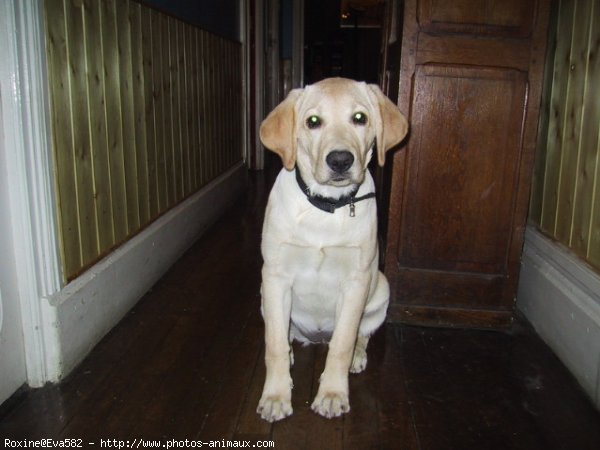 Photo de Labrador retriever