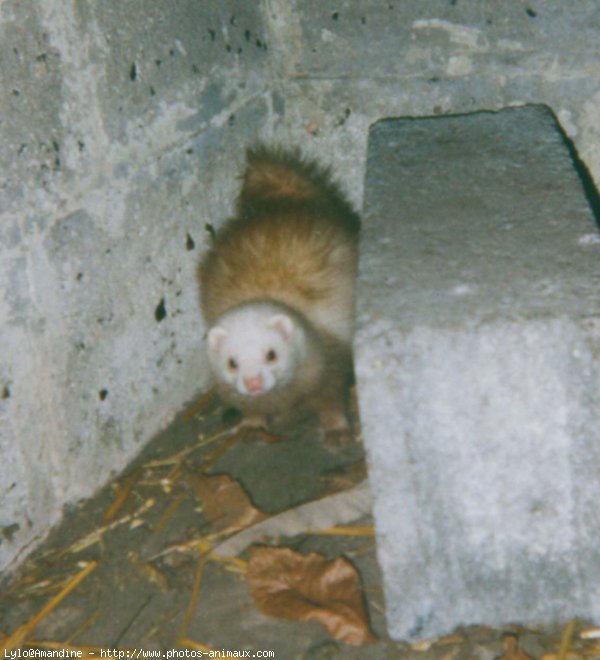 Photo de Furet