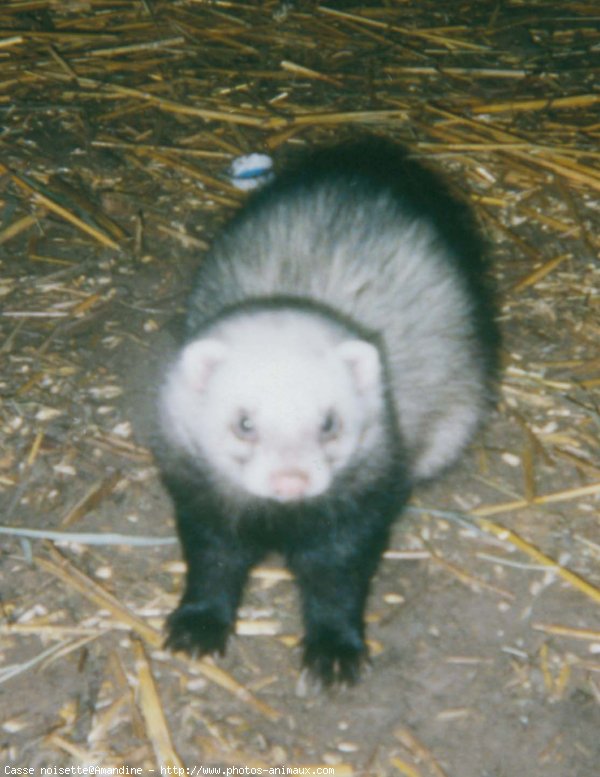 Photo de Furet