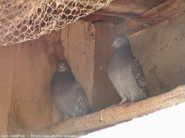 Photo de Pigeon