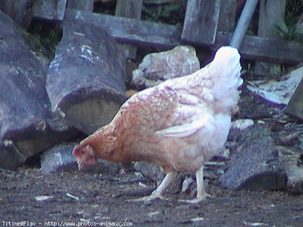 Photo de Poule