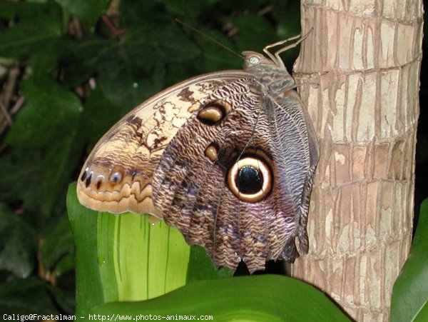 Photo de Papillon