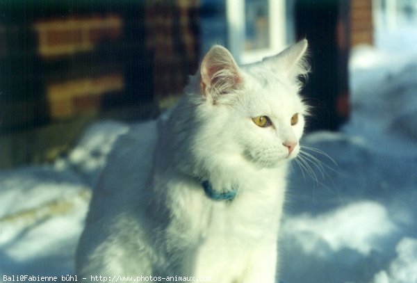 Photo de Chat domestique