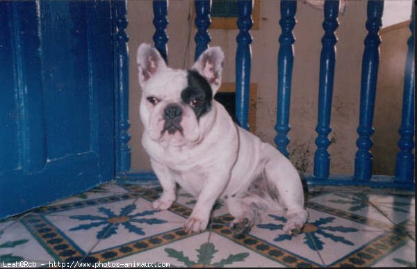 Photo de Bouledogue franais