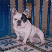 Photo de Bouledogue franais