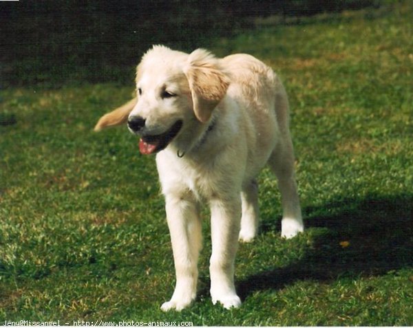 Photo de Golden retriever