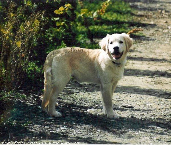 Photo de Golden retriever