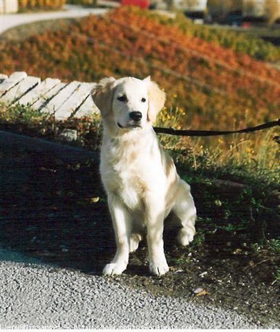 Photo de Golden retriever