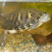 Photo de Tortue