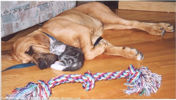 Photo de Chien de saint-hubert