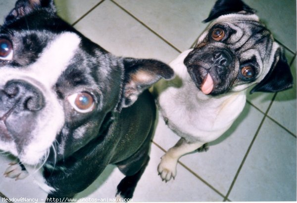 Photo de Boston terrier