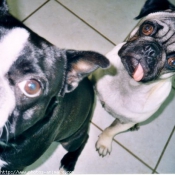 Photo de Boston terrier