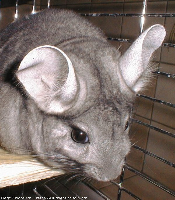 Photo de Chinchilla