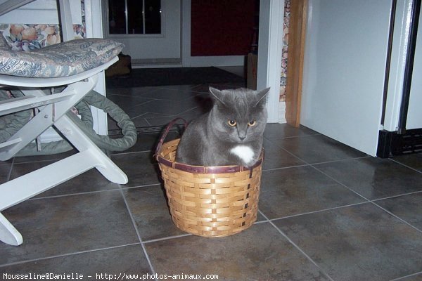 Photo de Chartreux