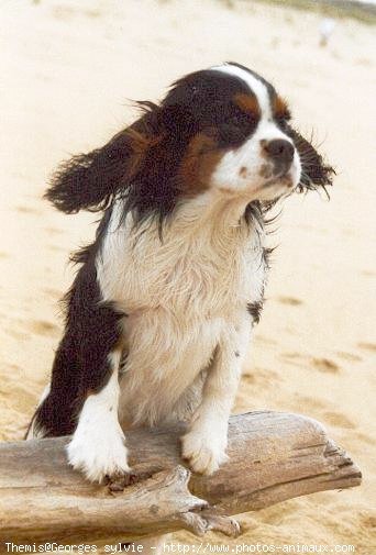 Photo de Cavalier king charles spaniel