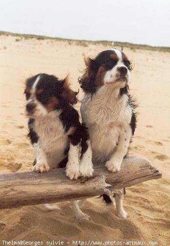 Photo de Cavalier king charles spaniel